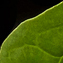 Food Packaging Photography- A spinach-parmesan and cashew pesto sauce for a supermarket.